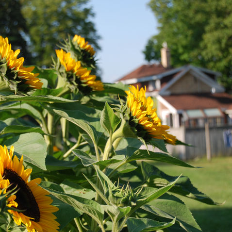 Happy anniversary farmette!