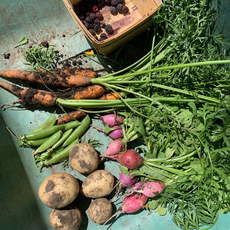 Getting the lowdown on harvest