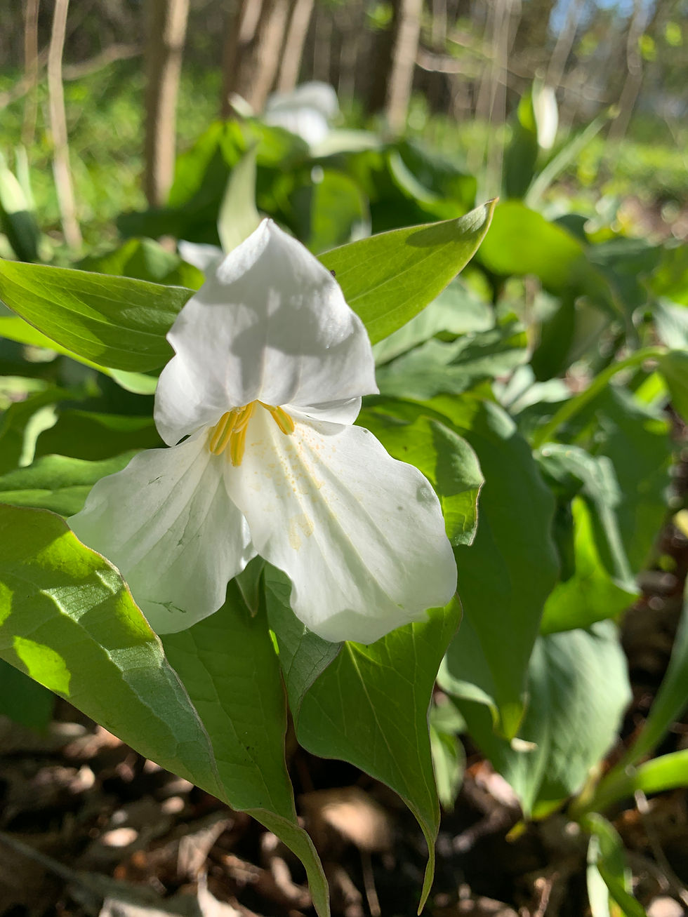 New growth at the farmette