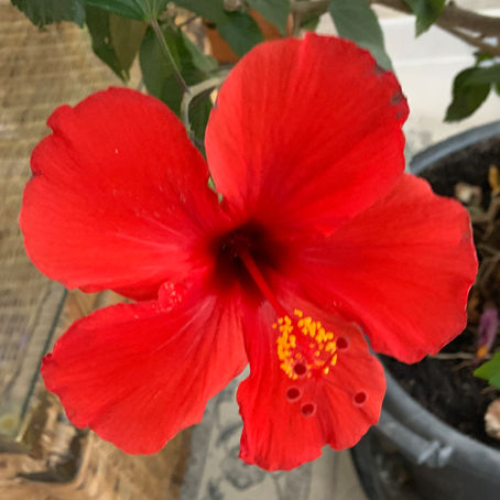 Festooning the farmette