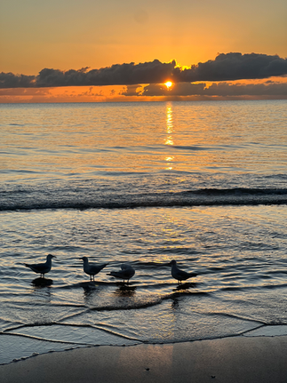 seagulls in the water on a sandy beach at sunset