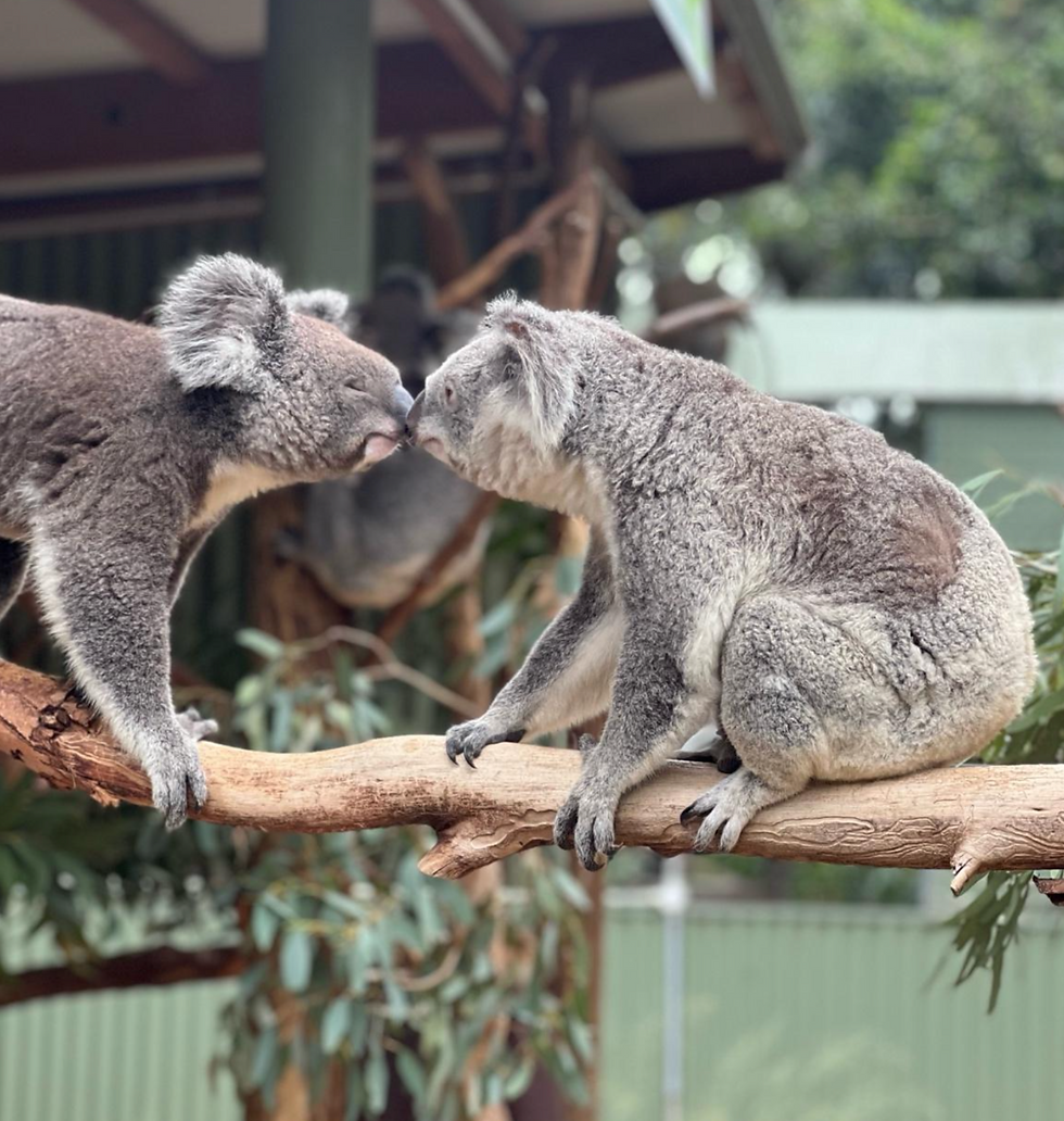 Koalas touching noses