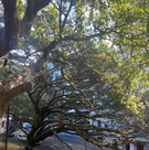 large branching trees