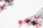 red petaled flower_edited.jpg