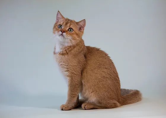 Mici Felici British Scottish Fold Straight Cattery For Sale