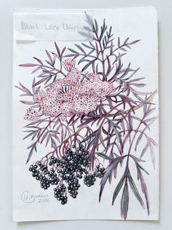 Botanical watercolor of Black Lace elderberry with pink flower clusters, dark berries, and finely divided foliage, original signed artwork on cotton paper, 19 × 28 cm, 2025