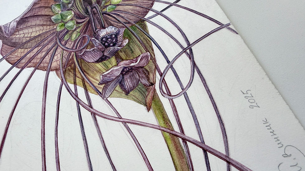 Thumbnail: Black Bat Flower. Original Botanical Watercolor