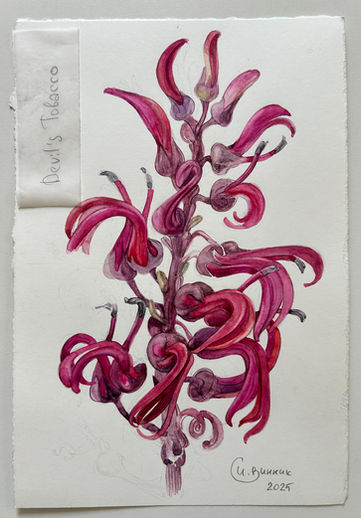 Crimson devil’s tobacco flowers with curled petals, botanical watercolor on cotton paper, 19 × 28 cm, 2025