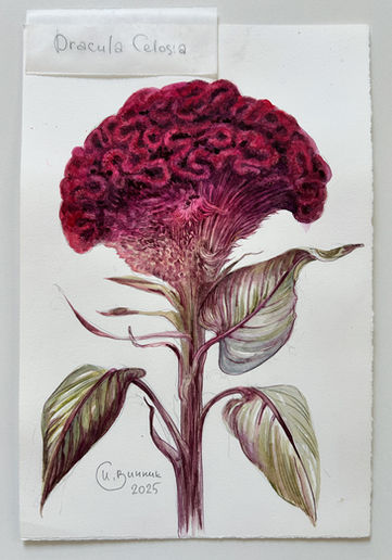 Botanical watercolor of dark crimson celosia with large crested flower head and olive-green leaves on white cotton paper.