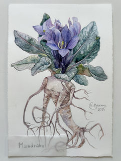 Botanical watercolor of mandrake root with violet flower and green foliage on white cotton paper