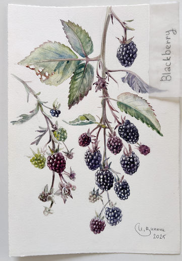 Botanical watercolor of ripening blackberries on thorny stems with green leaves, original signed artwork on cotton paper, 19 × 28 cm, 2025.