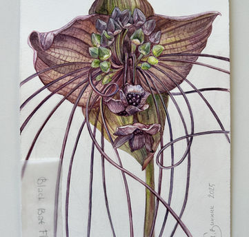 Botanical watercolor of Tacca chantrieri (black bat flower) with elongated filaments and dark veined bracts on white cotton paper
