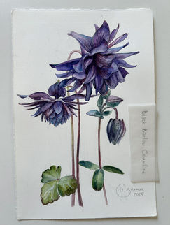 Dark purple Black Barlow columbine flowers with green leaves, botanical watercolor on cotton paper, 19 × 28 cm, 2025