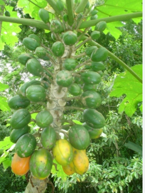 Wild Papaya Tree