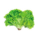 Alface crespa verde orgânica - pé