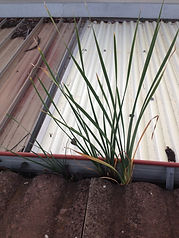 gutter cleaner in maylands,gutter cleaner,gutter,cleaner,cleaning,clean,maylands,business,company,in,near,roof,house,commercial,adelaide,hills,sa,local