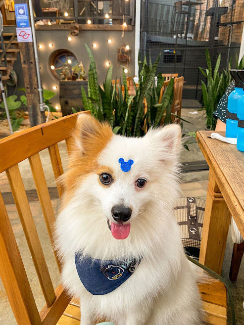 Miniatura: Bandana