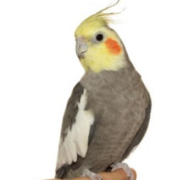 cockatiel-253x300.jpg