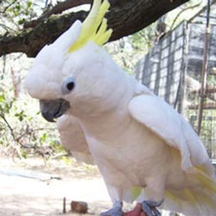 cockatoo.jpg