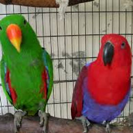 ECLECTUS1.jpg
