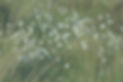 Little white flowers in the evening wind_edited.jpg