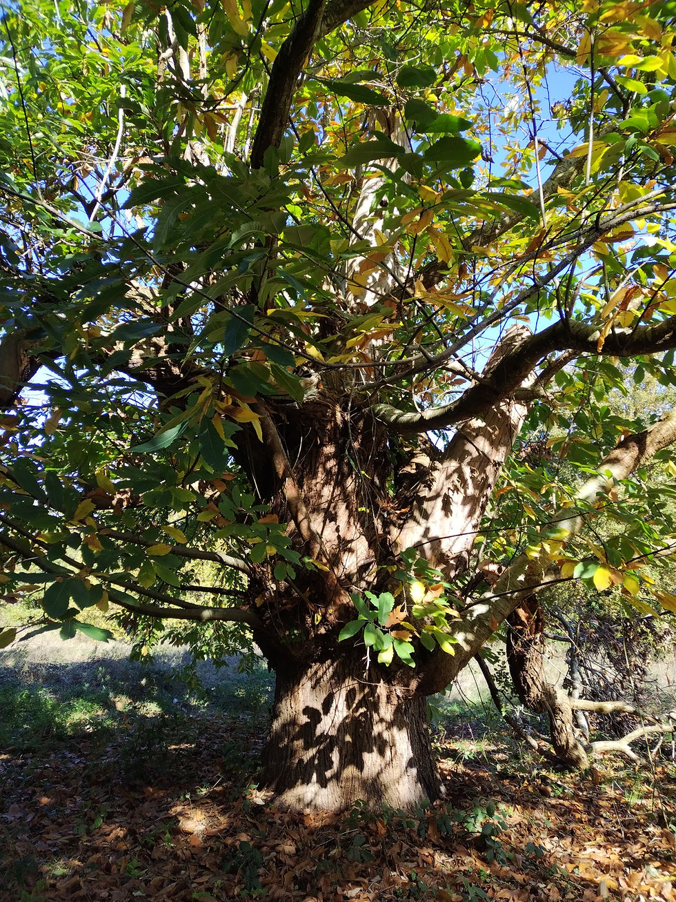 Un arbre-mère : le châtaignier de la presqu'île de Mazerolles à Sucé-sur-Erdre (44)