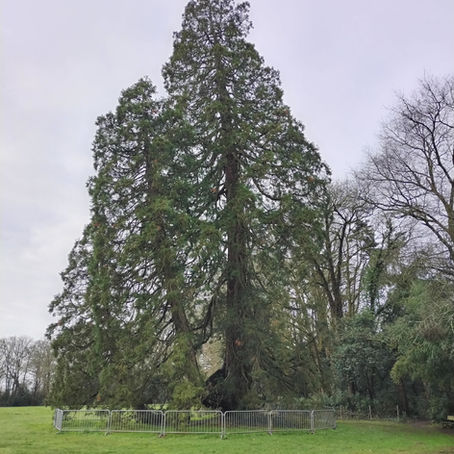 Sortie de Sylvothérapie au parc du château de la Fleuriaye à Carquefou