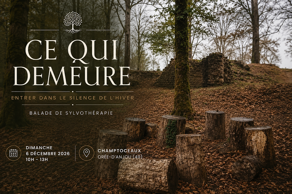 Balade de sylvothérapie à Champtoceaux Orée d'anjou, dimanche 6 décembre 2026