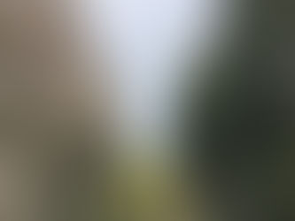 Les scolytes, ces petits insectes ravageant les forêts d’épicéas