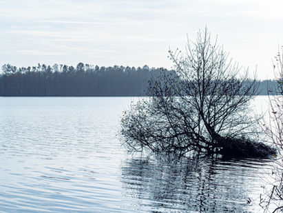 02/11/25 Sylvothérapie à Sucé sur Erdre : la mort, un passage vers une autre forme de vie