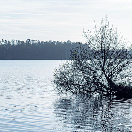 02/11/25 Sylvothérapie à Sucé sur Erdre : la mort, un passage vers une autre forme de vie