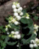 Symphorine blanche