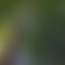 Les phytoncides, pour booster notre santé