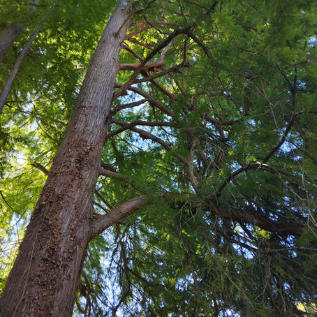 Les phytoncides, pour booster notre santé