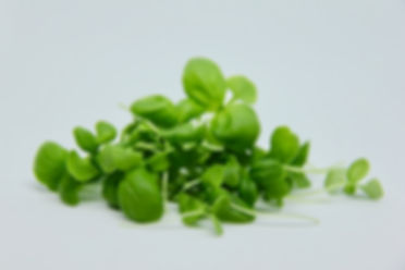 Basil Sweet Genovese