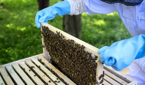bees-600x346.jpg