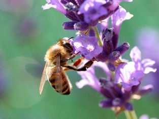 Buzz about the Bees