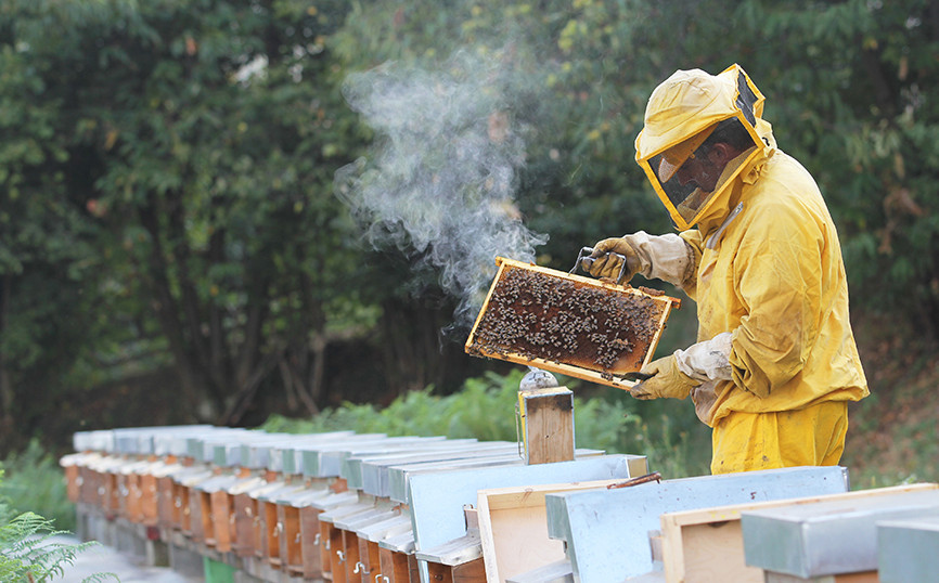 962-beekeeper_4.jpg