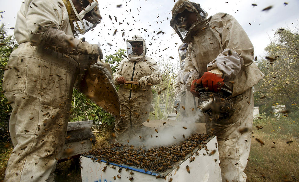 Beekeepers_Reuters2.jpg