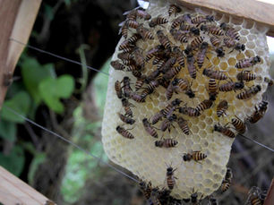 Beekeeping in INDIA