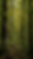 WoodedBackground.png