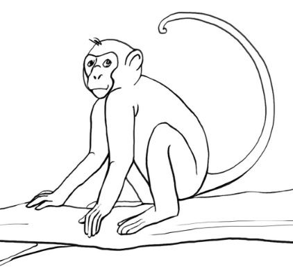 monkey