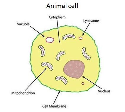 animal cell
