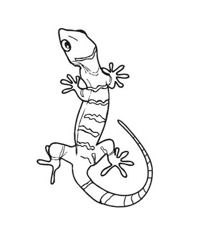 lizard