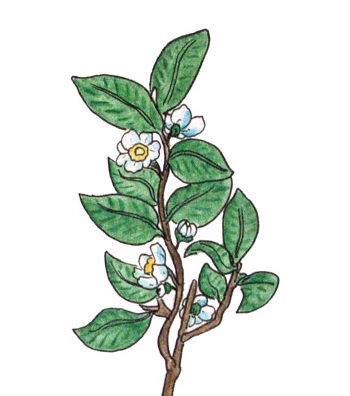 plant