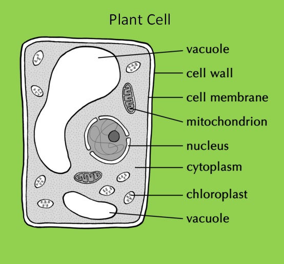 plant cell