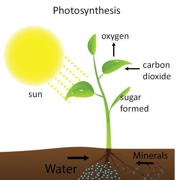 photosynthesis