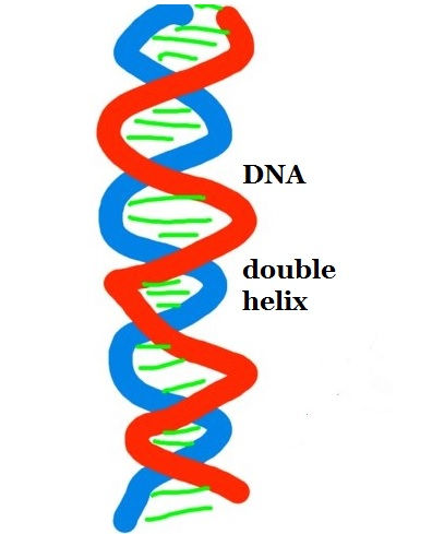 DNA