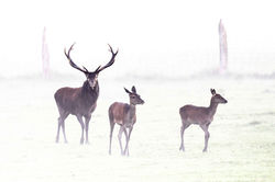 COPYRIGHT_BENOIST_CLOUET_DSC2376