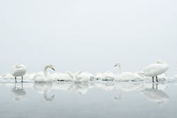 Cygne_chanteur_09_07939